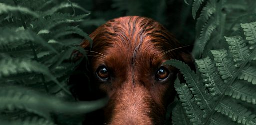 Adobe Lightroom Premium